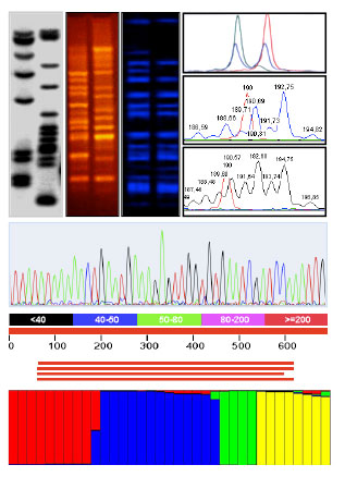 DNA fingerprint barcoding