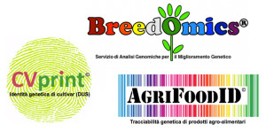 GfB