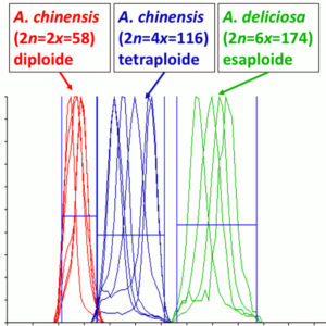 flow cytometry outputs revealing ploidy levels in kiwifruit plants